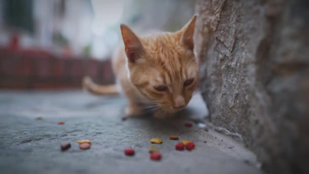 Grupa Bezdomnych Kotów Mieście — Wideo stockowe