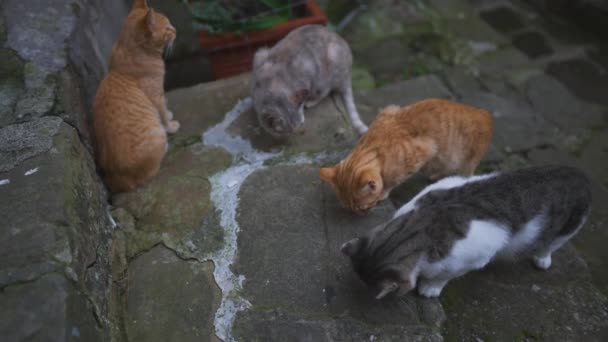 Grupo Gatos Sem Teto Cidade — Vídeo de Stock