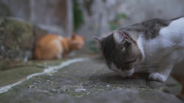 Skupina Koček Bez Domova Městě — Stock video
