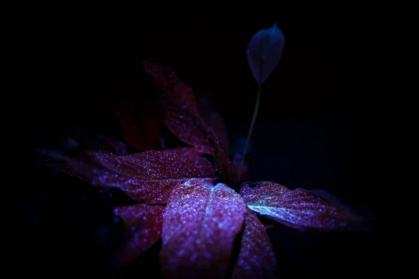 Ultraviyole Işığın Altında Çiçek Spatthiphyllum Wallisii — Stok fotoğraf