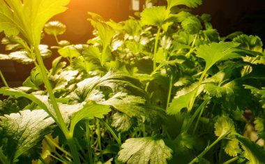 Taze kişniş ya da kişniş bahçede yetişir..
