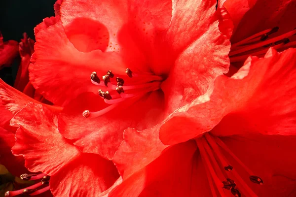 春に赤いシャクナゲの花を咲かせます — ストック写真