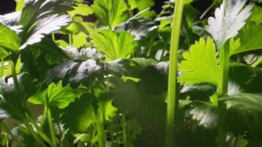 Taze kişniş ya da kişniş bahçede yetişir..