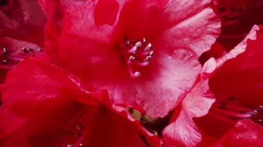 Kırmızı rhododendron çiçekleri baharda açar.