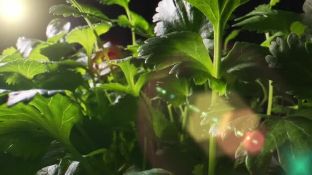 花园里长着新鲜的香菜或香菜 — 图库视频影像