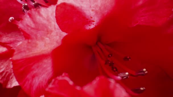 Röda Rhododendron Blommor Blommar Ren — Stockvideo