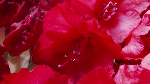 Άνθη Του Κόκκινου Ροδόδενδρου Ανθίζουν Την Άνοιξη — Αρχείο Βίντεο