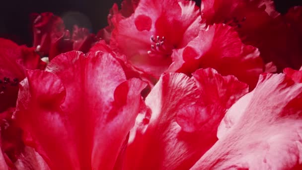 Merah Rhododendron Bunga Mekar Musim Semi — Stok Video