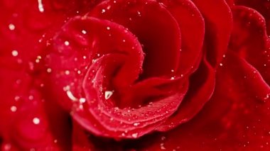 Su damlalı kırmızı gülün yakın çekimi.