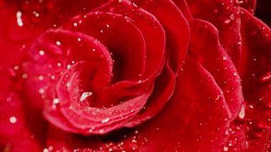 Su damlalı kırmızı gülün yakın çekimi.