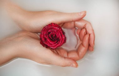 Kadın elleri küvette kırmızı gül ve süt tutuyor..