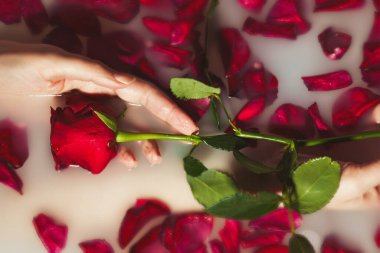 Kadın elleri küvette kırmızı gül ve süt tutuyor..