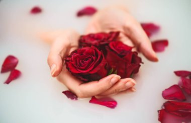 Kadın elleri kırmızı gülleri sütle küvette tutuyor..