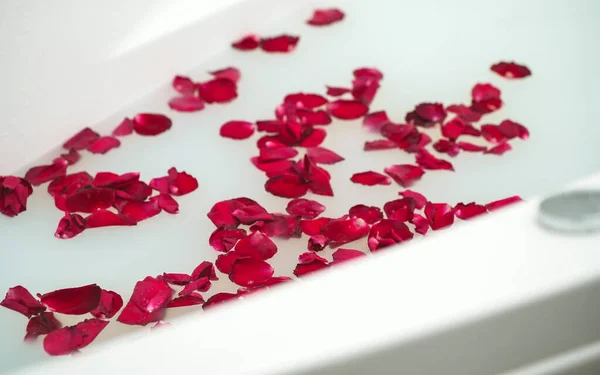 stock image Red rose petals floating in bathtub with milk.