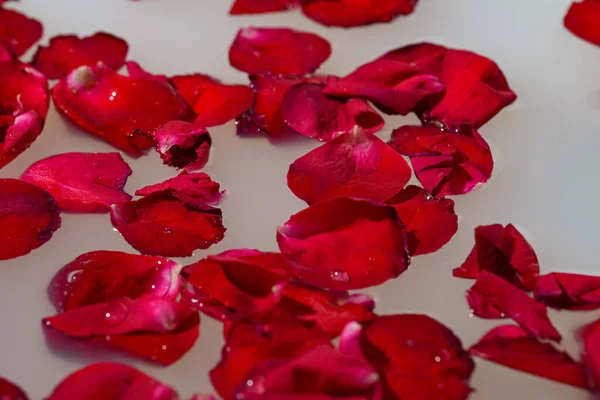 Лепестки Красной Розы Плавающие Ванне Молоком — стоковое фото