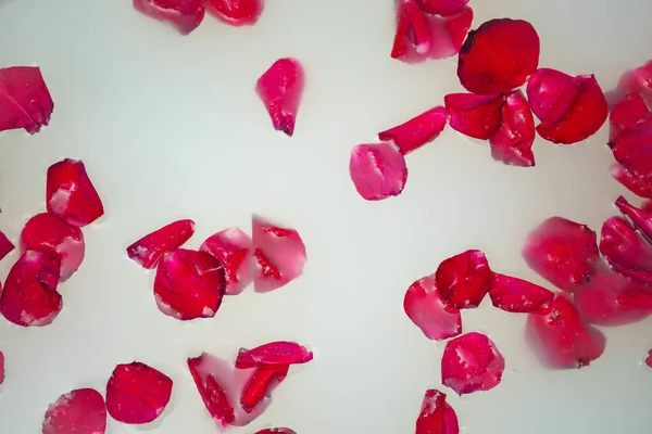 赤いバラの花びらがミルクと浴槽に浮かんでいます — ストック写真