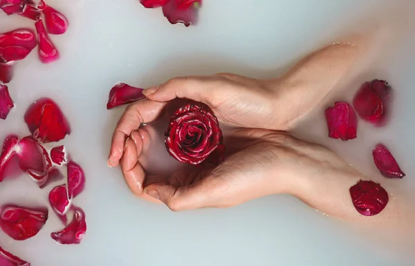 Mãos Mulher Segurando Rosa Vermelha Banheira Com Leite — Fotografia de Stock