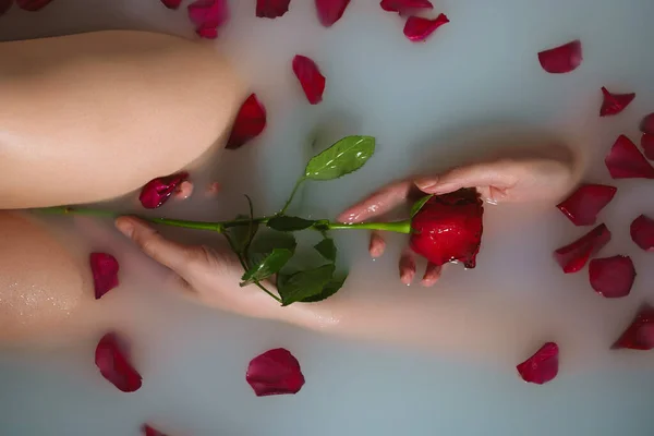 赤いバラを持っている女性手でバスタブにミルク — ストック写真