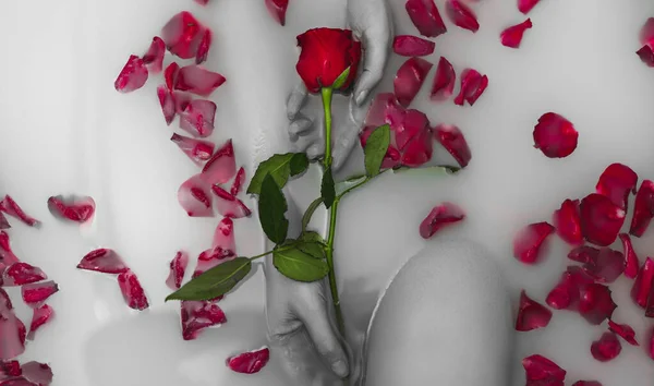 Frauenhände Halten Rote Rose Badewanne Mit Milch — Stockfoto