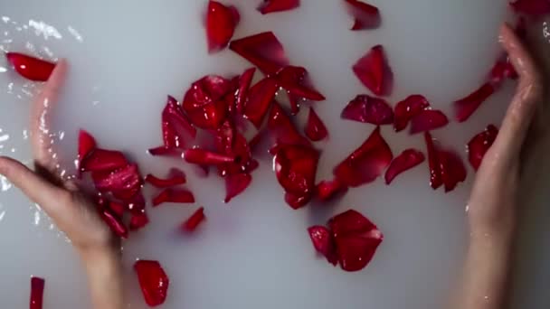 Dłonie Kobiet Trzymają Płatki Róż Kąpieli Mlecznej — Wideo stockowe