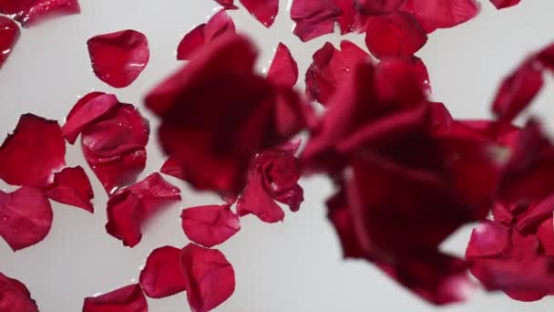 Okvětní Lístky Červené Růže Padají Mléčné Lázně — Stock video