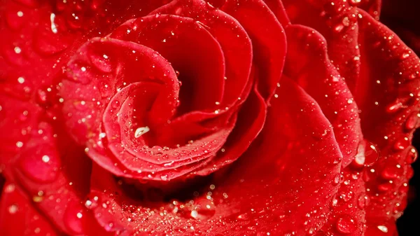 Close Rosa Vermelha Com Gotas Água — Fotografia de Stock