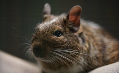 Sıradan Degu 'ya yakından bak. Octodon degus.
