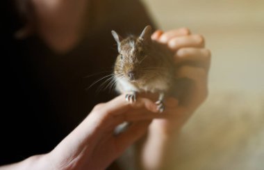 Şili sincabı bir çocuğun ellerinde.