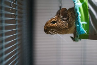 Şilili sincap kemirgenler için bir kafeste oturur..