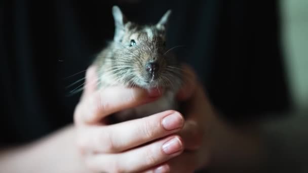 Chilean Squirrel Hands Child — Stock Video