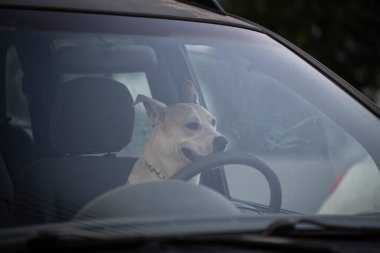 Köpek bir arabanın direksiyonunda oturuyor..