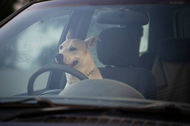 Köpek bir arabanın direksiyonunda oturuyor..