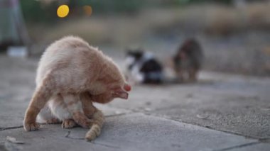 Sokaktaki evsiz sokak kedisi..