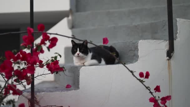 Άστεγη Αδέσποτη Γάτα Στο Δρόμο — Αρχείο Βίντεο