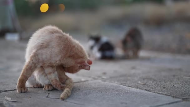 Obdachlose Streunende Katze Auf Der Straße — Stockvideo