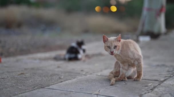 街上无家可归的流浪猫 — 图库视频影像