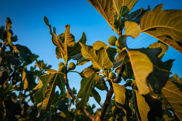 Tree with fig fruits in a Mediterranean country.