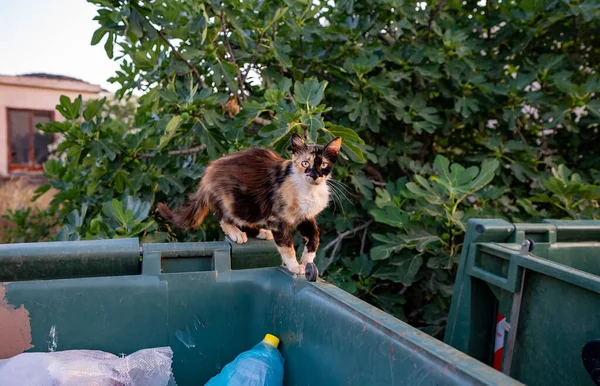 Homeless cat is looking for food in the trash.