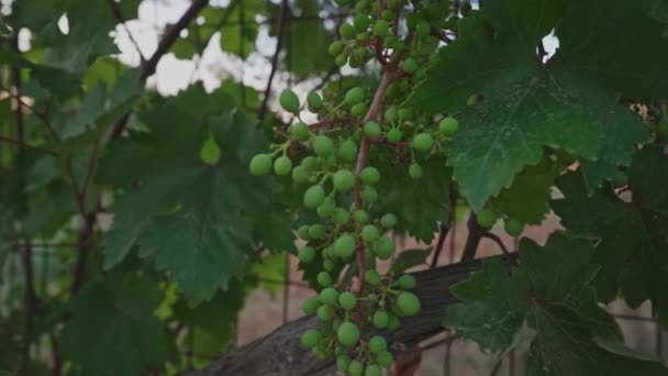 Green Grape Bunches Growing Garden — Stock Video