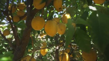 Citrus plant grows in the garden.