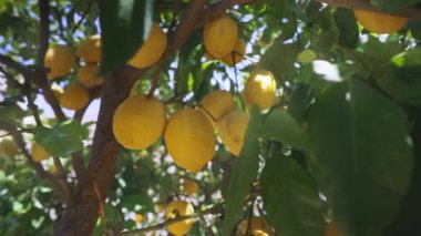 Citrus plant grows in the garden.