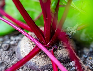 Beetroot root in a vegetable greenhouse.