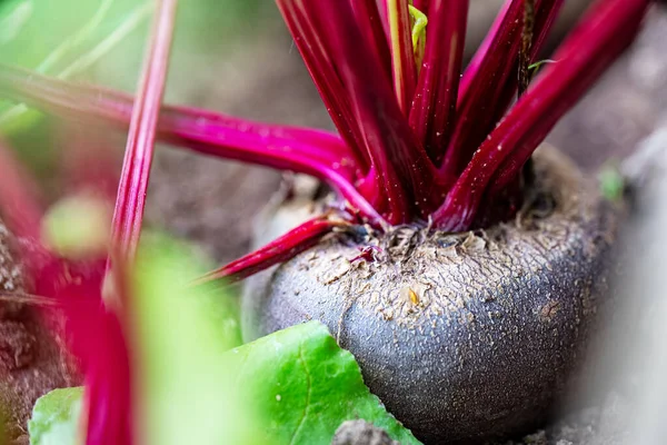 Beetroot root in a vegetable greenhouse.