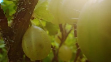 Bahçede olgun bektaşi üzümleriyle çalılar.