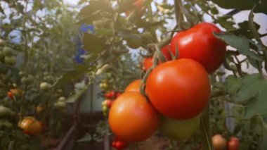 Bir serada kırmızı domatesli dal.