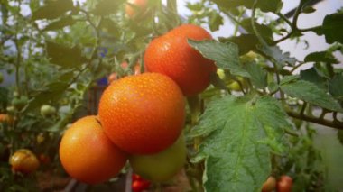 Bir serada kırmızı domatesli dal.