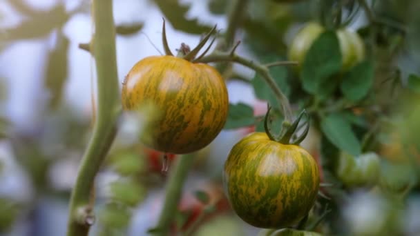 温室の緑色の金のゼブラトマト — ストック動画