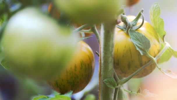 Tomates Cebra Oro Verde Invernadero — Vídeo de stock