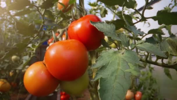 温室里有红色西红柿的分枝 — 图库视频影像