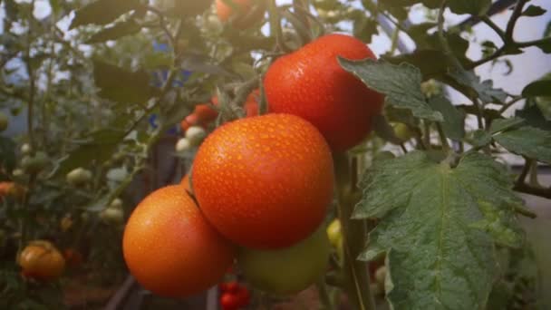 Filial Med Röda Tomater Ett Växthus — Stockvideo